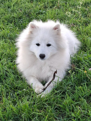 Étalon Spitz japonais - AMEENA STAR JACOB BLACK Of Fantasia Lover Land