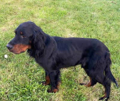 CH. STORM DES RIVES DE LA PENFELD Du Haut Kervrahu