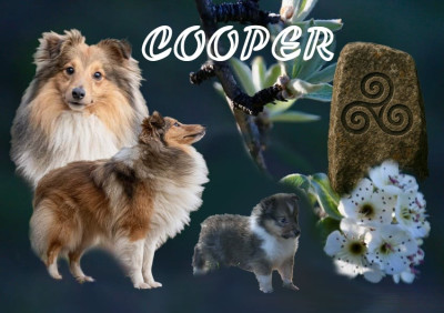 Étalon Shetland Sheepdog - Very Ultra Chic Cooper Du Domaine Des Ptit's Futés
