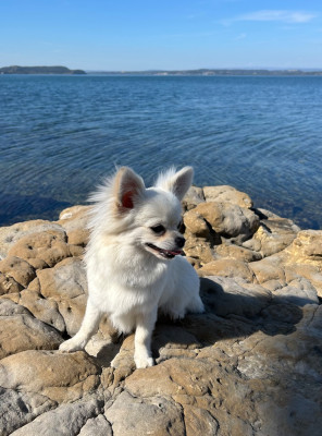 Étalon Chihuahua - Awaï dit Ava du Domaine d Orca