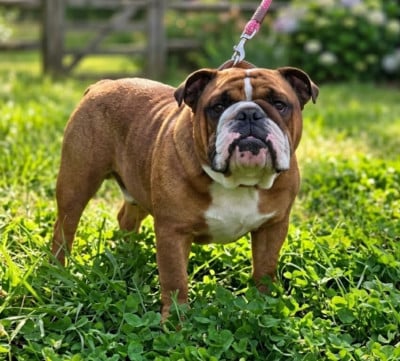 of bulldog for ever violette