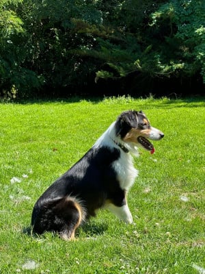 Thémis Des mazellières