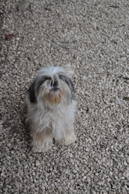 Étalon Shih Tzu - Virgule dite Ashley du claud de max d'eve
