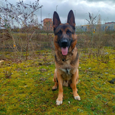 Étalon Berger Allemand - Cash Vom Revolution k9s (Sans Affixe)