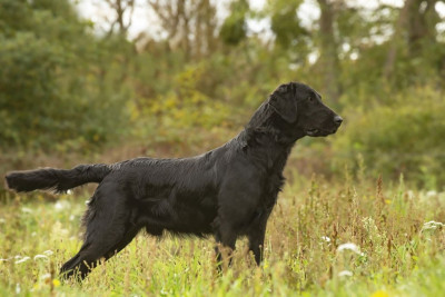 Étalon Flat Coated Retriever - VIKKING De Javelot Des Granges