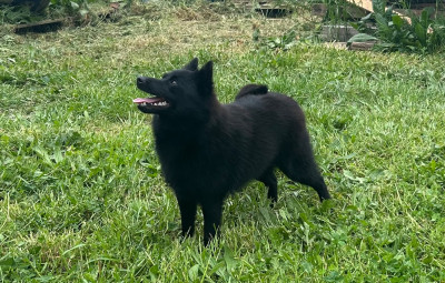 Étalon Schipperke - Ashoka tao Gardiens Des Terres D'Ovalie