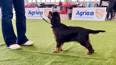 Étalon Cavalier King Charles Spaniel - Arcane Bloom Of Sweet Little Kings