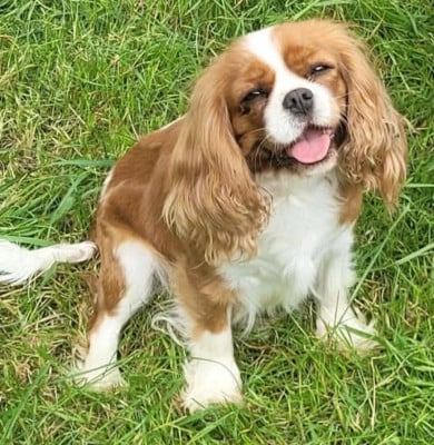 Salsa Du Millésime Champenois