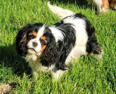 CH. Una Bomba Du Millésime Champenois