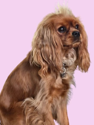 Étalon Cavalier King Charles Spaniel - Vitaya des rives du blavet