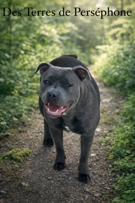 Vénus Des Terres De Perséphone