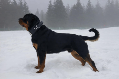 Étalon Rottweiler - Volkan De La Vallée Du Tarn}