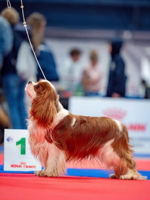 Étalon Cavalier King Charles Spaniel - tesoro