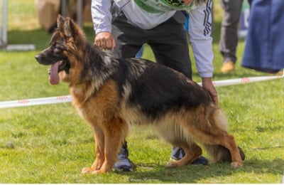 Étalon Berger Allemand Poil Long - VENGA-GIRL Du Domaine Sanctae Crucis