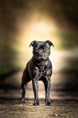 Étalon Staffordshire Bull Terrier - Arias Demon The Discord of Stafford Aventure