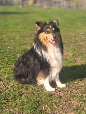Étalon Shetland Sheepdog - ALPHONSE De La Colline d'Ans