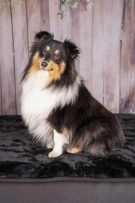 Étalon Shetland Sheepdog - Vaya sweet lady Des mille Eclats des Tournesols