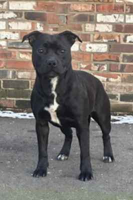 Étalon Staffordshire Bull Terrier - A Just Little More o'f Fire du clan molotov