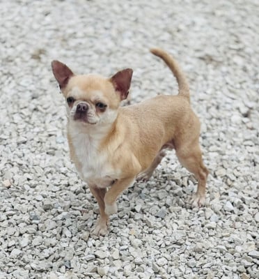 Vadorian garbis Du Palais Des Matriochkas