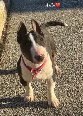 Étalon Bull Terrier Miniature - Alibi Du Domaine De Canja