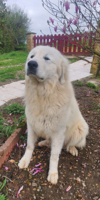 Étalon Chien de Montagne des Pyrenees - Sarah-Luna de la Vallée des Chtis Patou