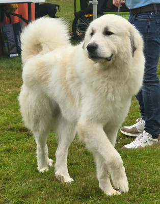 Étalon Chien de Montagne des Pyrenees - VALKO de la Vallée des Chtis Patou
