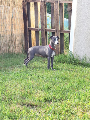 Étalon Whippet - Minky's Angels Bint Al Liwa Legacy