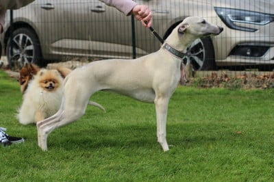 Étalon Whippet - the monarchy tzarine des Gardiens d'Hadès