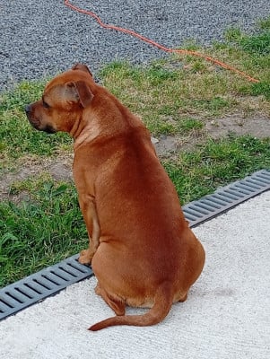 Étalon Staffordshire Bull Terrier - Zadatis Venus
