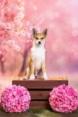 Étalon Chien norvegien de macareux - Asa Lolita Des Landes D'Etten