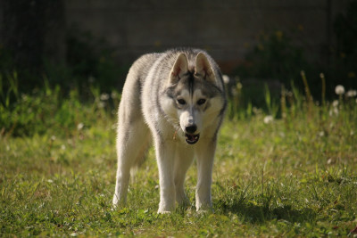 Étalon Siberian Husky - A Destiny Freyja du Domaine des Loups de l’Est