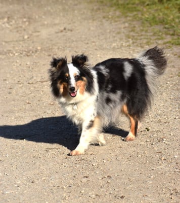Étalon Shetland Sheepdog - Soupçon de magie Des Terres D'Ael