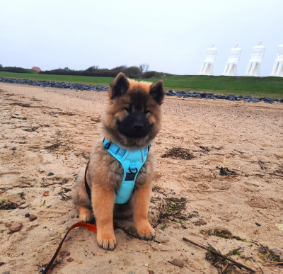 Étalon Eurasier - GuldEurasier Nala dite Nami