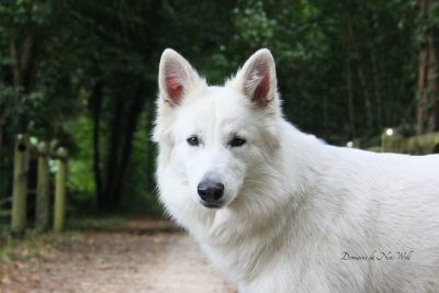 Étalon Berger Blanc Suisse - UNIQUE du Domaine de Nox'well