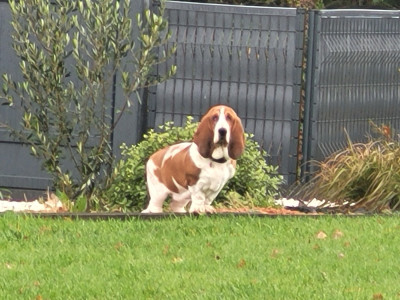 Étalon Basset Hound - Butchy Bulls Company Saphir