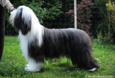 Étalon Bearded Collie - Blumaci Very Irresistible
