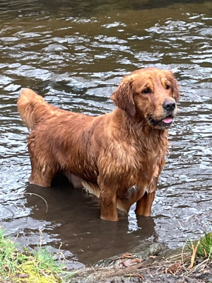 Étalon Golden Retriever - Vittorio Du pays sauvage