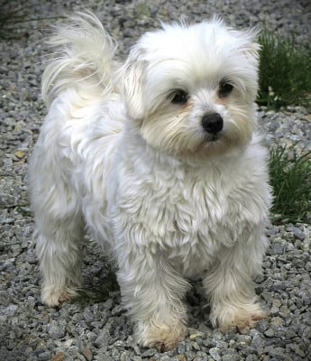 Étalon Bichon maltais - versace Des Vents D'Océan