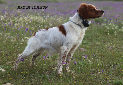 Étalon Epagneul Breton - Mary de tomecon