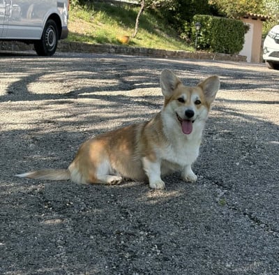 Étalon Welsh Corgi Pembroke - Virvolte D'Aspe & D'Ossau