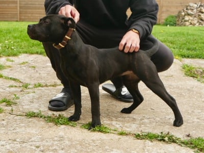 Étalon Staffordshire Bull Terrier - Brindle Farm Anne Bonny