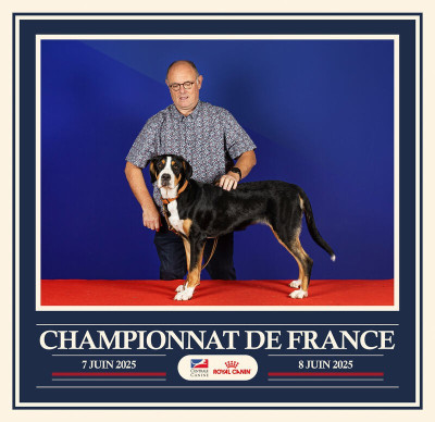 Étalon Grand bouvier suisse - X'FILES VALA Van de brethonie