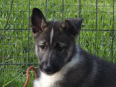 Étalon Siberian Husky - Bosco to riders of free spirit