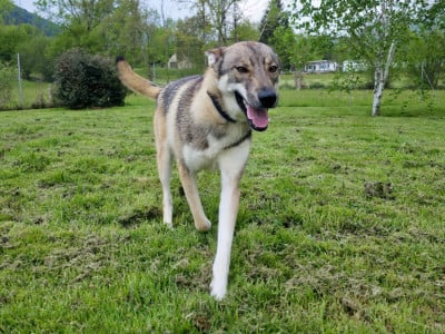 Étalon Siberian Husky - Ave Nyx Northern Instinct