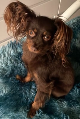 Étalon Russkiy Toy (Petit Chien Russe) - Top Model By Bidule