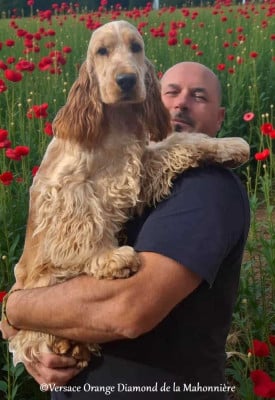 Étalon Cocker Spaniel Anglais - Versace Orange Diamond De La Mahonnière