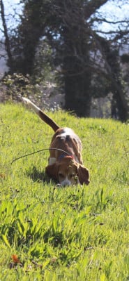 Étalon Beagle - Talia des rives de la maurine
