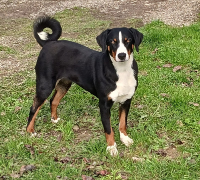 Étalon Bouvier de l'Appenzell (appenzellois) - Blue Moon Secrets Ukiko San (Kiko)