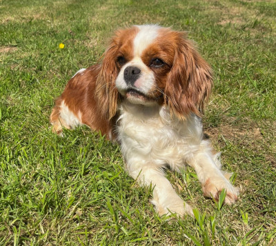 Étalon Cavalier King Charles Spaniel - Unique Des Vents D'Océan