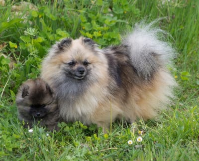 Rebell Yell Du Domaine Du Prieure De Cayac